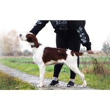 Image result for irský červenobílý setr