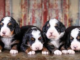 Subscribe to our email newsletter. Bernedoodles Breeders Illinois Tri Colored Bernedoodles