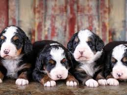 Mini bernedoodle puppies for sale a fun, smart, & loyal breed! Bernedoodles Breeders Illinois Tri Colored Bernedoodles