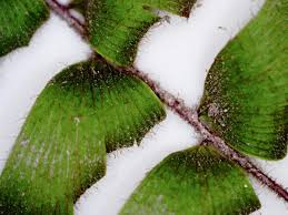 Image result for Adiantum incisum