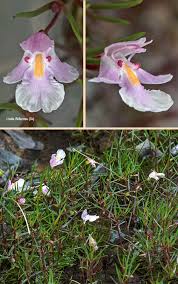 Image result for Lindernia monroi