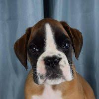 German boxers have bigger heads and are generally more muscular. Boxer Puppies For Sale In Illinois Boxer Breeders And Information