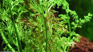 Image result for Aquarium Plants With Simple Alternate Leaf Floating Beneath Water.