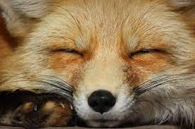 造訪攝影師的狐狸 為什麼每年冬天都要到人家庭院裡過冬呢 圖片11 wild animals photography animal photo animal photography