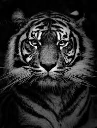 I Am A Student Of Willard High School Mascot Is The Black And White Tiger Animals Tiger Photography Animals Wild