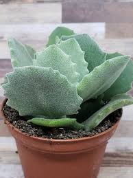 Pin On Succulents To Get