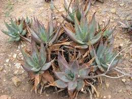 Image result for Aloe komatiensis