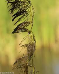 Image result for Ceratophyllum submersum