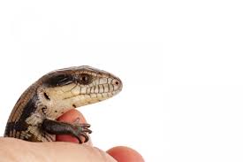 The northern blue tongue skinks are among the largest growing species, so you do not have to worry about any huge growing skink surprises. Baby Blue Tongues Are Born Smart Eurekalert Science News