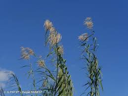 Image result for Phragmites mauritianus