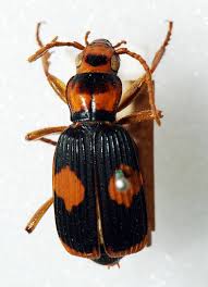 When it comes time to cast a spell, you use up surely i should save that to cast a 2nd level spell? — you, totally justifiably. Peroxide Definition And Synonyms Of Peroxide In The English Dictionary