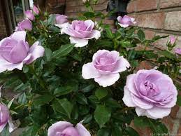 Lavender Flower Circus Rose Photo Flowers Lavender Flowers Rose