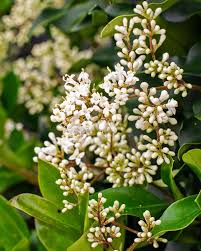 Image result for Ligustrum