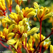 Image result for Anigozanthos