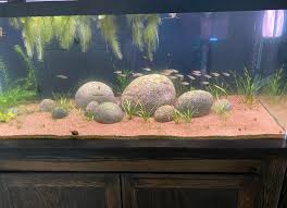 Image result for Vallisneria spiralis