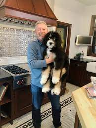 Bernedoodle puppies are hypoallergenic, meaning they don't shed and are far less likely to cause allergic reactions. Testimonials Reviews Dream Valley Bernedoodles