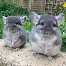 Maybe you would like to learn more about one of these? Cameron S Chinchillas Uk Photos Facebook