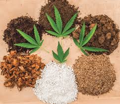 And if you are asking yourself is marijuana addictive, the answer is yes, it is potentially addictive. 3 Tips For Selecting Growing Media For Cannabis Greenhouse Management
