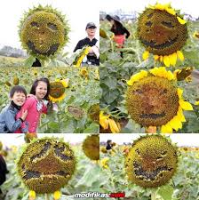Turis China Rusak Bunga Matahari Dengan Bentuk Emoji