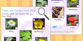 Find & download free graphic resources for flower. Free Plants And Flowers Hunt Sheet Teacher Made