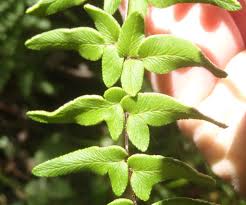 Image result for Cheilanthes viridis