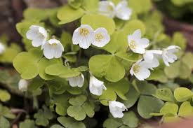 Image result for Oxalis oligotricha