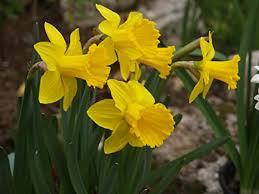 We did not find results for: Floriana Collection 100 Bulbi Da Fiore Di Narcisi A Prevalenti Fiori Gialli A Fioritura Primaverile Del Valore Di 75 Amazon It Giardino E Giardinaggio