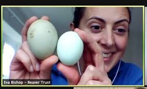 The Lodge Cast looks beyond beavers to the state of nature in the UK