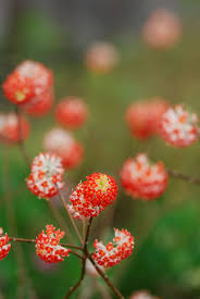 Takaraduka Garden Fields Hyogo Japan Flowers Pretty Flowers Amazing Flowers