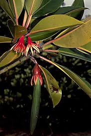 Image result for Bruguiera