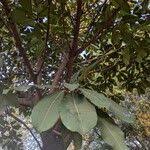 Image result for Ficus saussureana