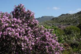 Image result for Podalyria