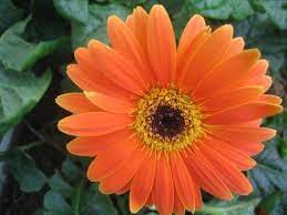 Bungngong matahuroi, bungka matahari, purbanegara; Gerbera Kembang Senter Dari Orde Lama Nimadesriandani