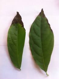 Maybe you would like to learn more about one of these? Avocado Tips Of Avocado Leaves Are Turning Brown