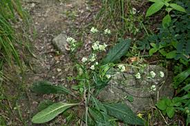 Image result for Elephantopus scaber