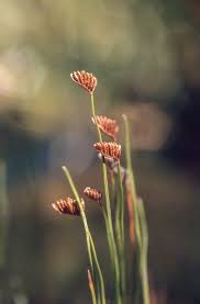 Image result for Schizaea pectinata