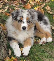 It is most associated with rough collies and was never considered typical for aussies. Australian Shepherd Images On Favim Com