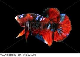 Rehoming 2 male galaxy koi bettas. Betta Koi Black Galaxy Image Photo Free Trial Bigstock