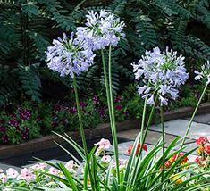 Little Dutch Blue Agapanthus Southern Living Plants Plants Agapanthus