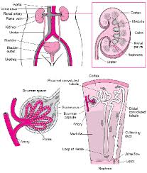 Blood is oxygenated in capillaries that flow through the alveoli of the lungs. Kidneys Kidney And Urinary Tract Disorders Msd Manual Consumer Version