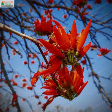 Image result for Erythrina