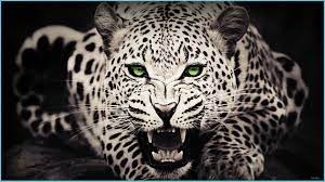 Tap and hold on an empty area. Cool Animal Desktop Wallpapers Top Free Cool Animal Desktop Animal Wallpaper Neat
