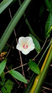 Image result for Xenostegia alatipes