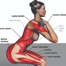 2 hitting major arm muscle groups. Anatomy Of Exercise A Trainer S Inside Guide To Your Workout Manocchia Pat 8601400631744 Amazon Com Books