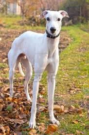 Black And White Greyhound Mix White Greyhound In Autumn Park Greyhound Adoption Dog Breeds Greyhound