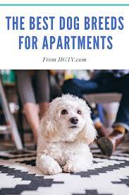 Pin On Pet Friendly Design