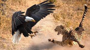 Most Shocking Eagle Attacks Epic Eagle Attacks Hd Animals Wild Animals Animal Attack