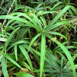 Image result for Cyperus cuspidatus