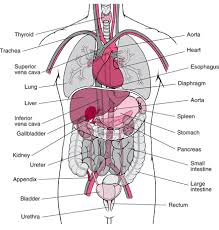 Human Torso Model With Labels Tissues And Organs The