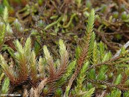 Image result for Selaginella perpusilla